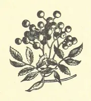 An illustration from Bond Slaves. The story of a struggle (1893)