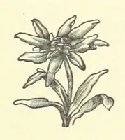 An illustration from Bond Slaves. The story of a struggle (1893)