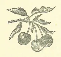 An illustration from Bond Slaves. The story of a struggle (1893)