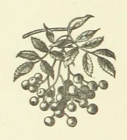 An illustration from Bond Slaves. The story of a struggle (1893)