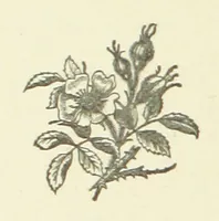 An illustration from Bond Slaves. The story of a struggle (1893)