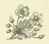 An illustration from Bond Slaves. The story of a struggle (1893)