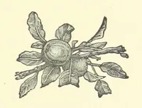 An illustration from Bond Slaves. The story of a struggle (1893)