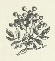 An illustration from Bond Slaves. The story of a struggle (1893)