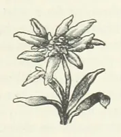 An illustration from Bond Slaves. The story of a struggle (1893)
