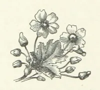 An illustration from Bond Slaves. The story of a struggle (1893)