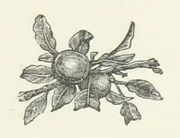 An illustration from Bond Slaves. The story of a struggle (1893)