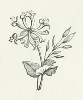 An illustration from A Sage of Sixteen, etc (1889)