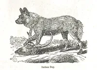 An illustration from Nights in a block house: or, sketches of border life, etc (1852)