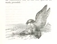 An illustration from Nights in a block house: or, sketches of border life, etc (1852)