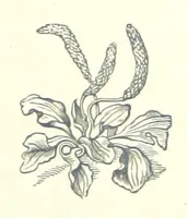 An illustration from For Auld Lang Syne; a nineteenth century story ... Illustrated by E. M. Taylor (1889)