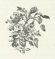 An illustration from Odd, or Even? [A novel (1880)