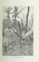 Picture 55 of 98 from Meine zweite Durchquerung Äquatorial-Afrikas vom Congo zum Zambesi während der Jahre 1886 und 1887 ... Mit 92 Abbildungen, etc (1890), leaf 191