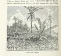 An illustration from Meine zweite Durchquerung Äquatorial-Afrikas vom Congo zum Zambesi während der Jahre 1886 und 1887 ... Mit 92 Abbildungen, etc (1890)