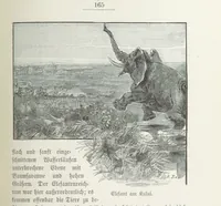 An illustration from Meine zweite Durchquerung Äquatorial-Afrikas vom Congo zum Zambesi während der Jahre 1886 und 1887 ... Mit 92 Abbildungen, etc (1890)
