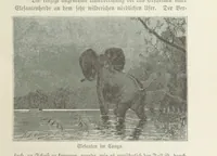 An illustration from Meine zweite Durchquerung Äquatorial-Afrikas vom Congo zum Zambesi während der Jahre 1886 und 1887 ... Mit 92 Abbildungen, etc (1890)