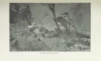 Picture 76 of 98 from Meine zweite Durchquerung Äquatorial-Afrikas vom Congo zum Zambesi während der Jahre 1886 und 1887 ... Mit 92 Abbildungen, etc (1890), leaf 269