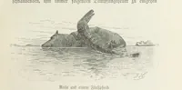Picture 7 of 98 from Meine zweite Durchquerung Äquatorial-Afrikas vom Congo zum Zambesi während der Jahre 1886 und 1887 ... Mit 92 Abbildungen, etc (1890), leaf 33