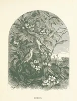 An illustration from Wood-Side and Sea-Side. Illustrated by pen and pencil (1869)