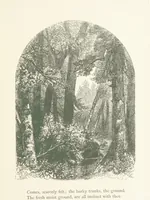 An illustration from Wood-Side and Sea-Side. Illustrated by pen and pencil (1869)
