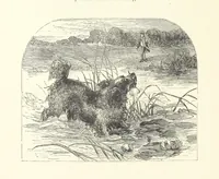 An illustration from Wood-Side and Sea-Side. Illustrated by pen and pencil (1869)