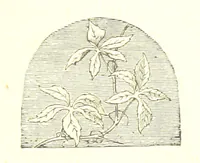 Picture 18 of 32 from The poetical works of William Wordsworth (1878), leaf 239