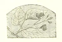 An illustration from The poetical works of William Wordsworth (1878)