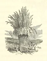 An illustration from The Fife and Drum; or, would be a soldier (1863)