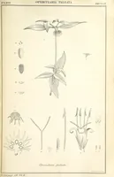 An illustration from Miscellaneous Works ... Vols. I. and II. ... edited by G. Peacock. (Vol. III. ... edited by J. Leitch.) (1858)