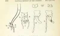 Picture 21 of 21 from Miscellaneous Works ... Vols. I. and II. ... edited by G. Peacock. (Vol. III. ... edited by J. Leitch.) (1858), leaf 460