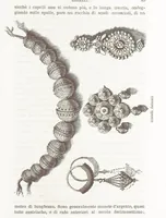 Picture 20 of 87 from La Dalmazia ... illustrata da 76 incisioni, etc (1878), leaf 97