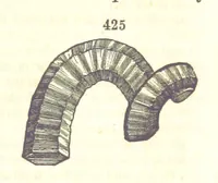 Picture 158 of 240 from A System of Mineralogy. Descriptive Mineralogy ... By J. D. Dana ... aided by George Jarvis Brush ... Fifth edition. Rewritten and enlarged, etc (1868), leaf 557