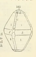 An illustration from A System of Mineralogy ... Fifth edition, rewritten and enlarged ... With three appendixes and corrections. (Appendix I., 1868-1872, by G. J. Brush. Appendix II., 1872-1875, and Appendix III., 1875-1882, by E. S. Dana.) (1883)