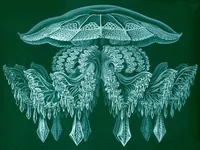 An illustration from Kunstformen der Natur (Tafel 88) BHL47388431 (1899)