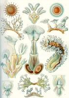 An illustration from Kunstformen der Natur (Tafel 84) BHL47388411 (1899)
