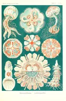 An illustration from Kunstformen der Natur (Tafel 98) (6197854762) (1904)