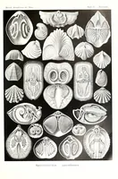 An illustration from Kunstformen der Natur (Tafel 97) (6197335165) (1904)
