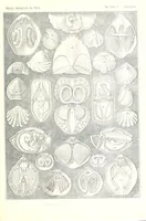 An illustration from Kunstformen der Natur (Tafel 97) (6197854528) (1904)