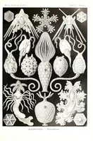 An illustration from Kunstformen der Natur (Tafel 95) (6197334707) (1904)