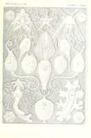 An illustration from Kunstformen der Natur (Tafel 95) (6197334529) (1904)