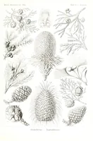 An illustration from Kunstformen der Natur (Tafel 94) (6197853884) (1904)