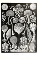 An illustration from Kunstformen der Natur (Tafel 93) (6197334283) (1904)