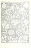 An illustration from Kunstformen der Natur (Tafel 93) (6197853604) (1904)