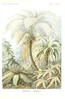 An illustration from Kunstformen der Natur (Tafel 92) (6197333967) (1904)