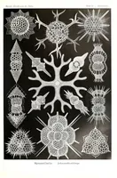 An illustration from Haeckel Spyroidea (1904)
