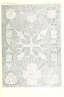 An illustration from Kunstformen der Natur (Tafel 91) (6197333573) (1904)