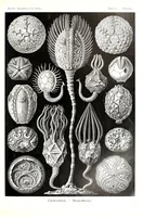 An illustration from Kunstformen der Natur (Tafel 90) (6197333451) (1904)