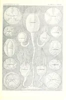 An illustration from Kunstformen der Natur (Tafel 90) (6197852666) (1904)