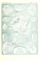 An illustration from Kunstformen der Natur (Tafel 87) (6197332695) (1904)