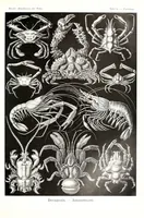 An illustration from Kunstformen der Natur (Tafel 86) (6197852000) (1904)
